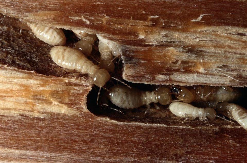 Things That You Need To know About Termites