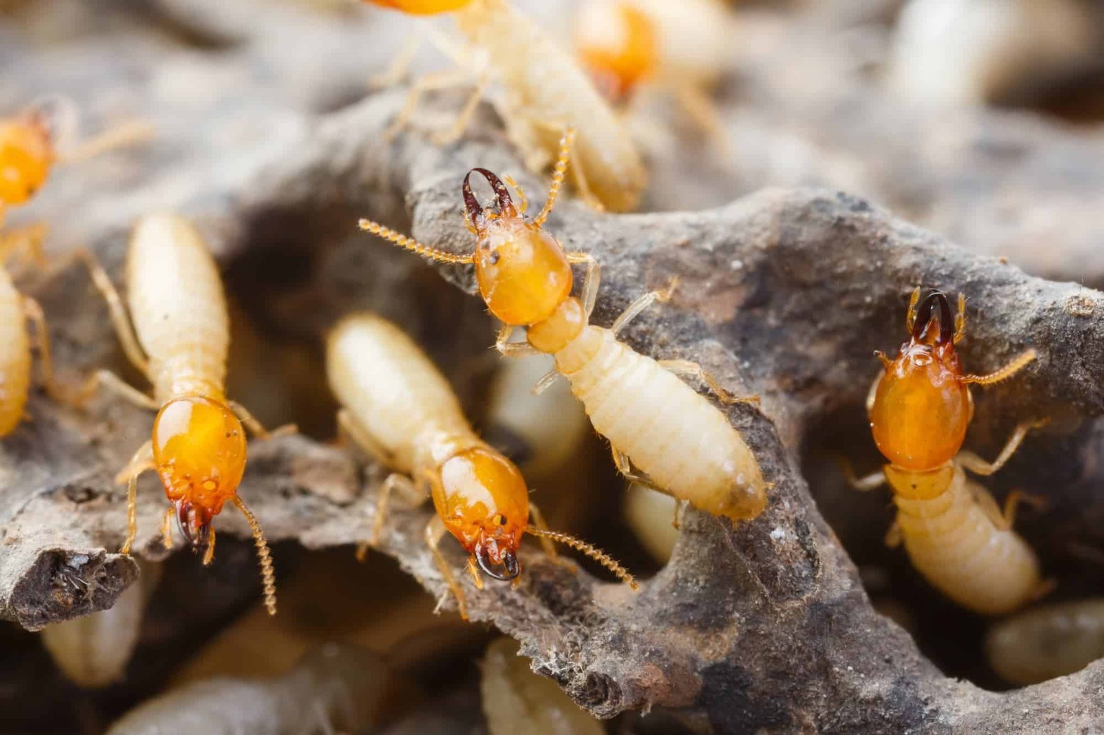 A Complete Guide On How To Deal With Various Termite Species Creative 