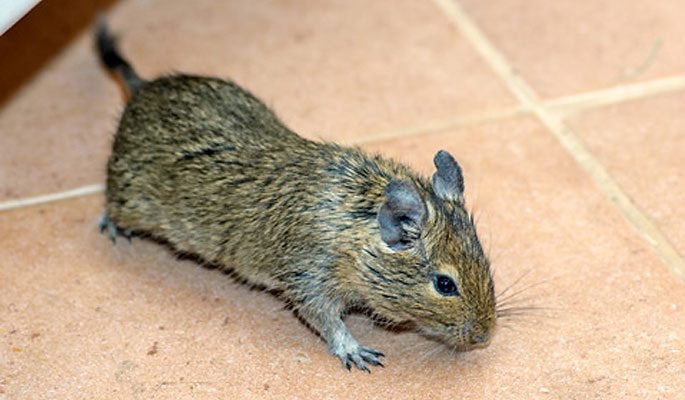 Call Us for Cleaning Up Rodent Droppings Service