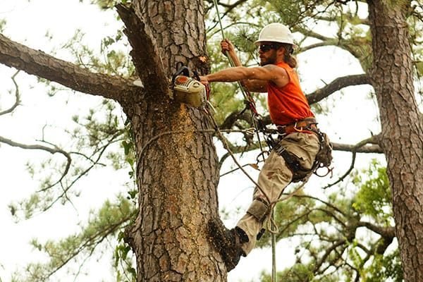 Benefits Of Hiring An Arborist For Tree Service Creative Home Idea