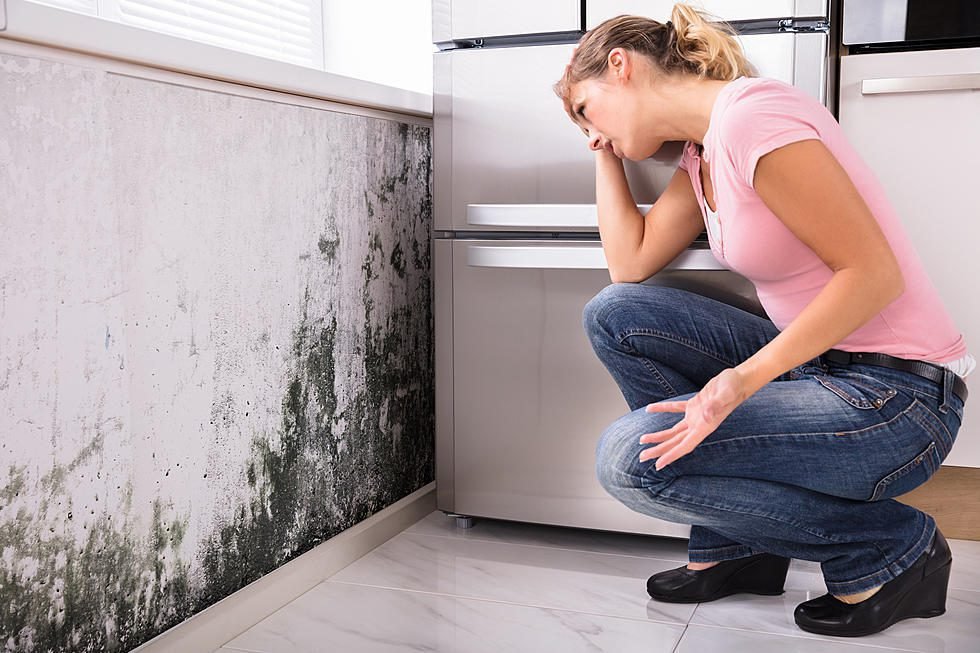 Things that you must know about mold