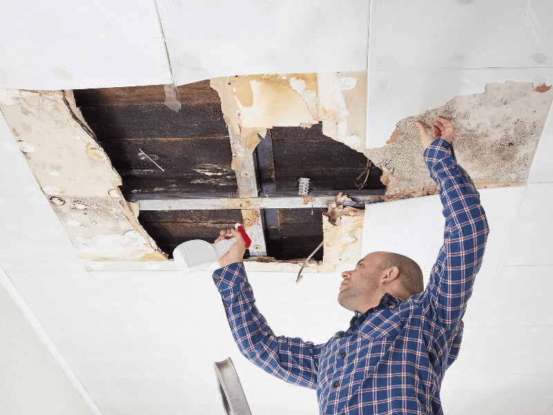 A Precise Guide for Mold Removal