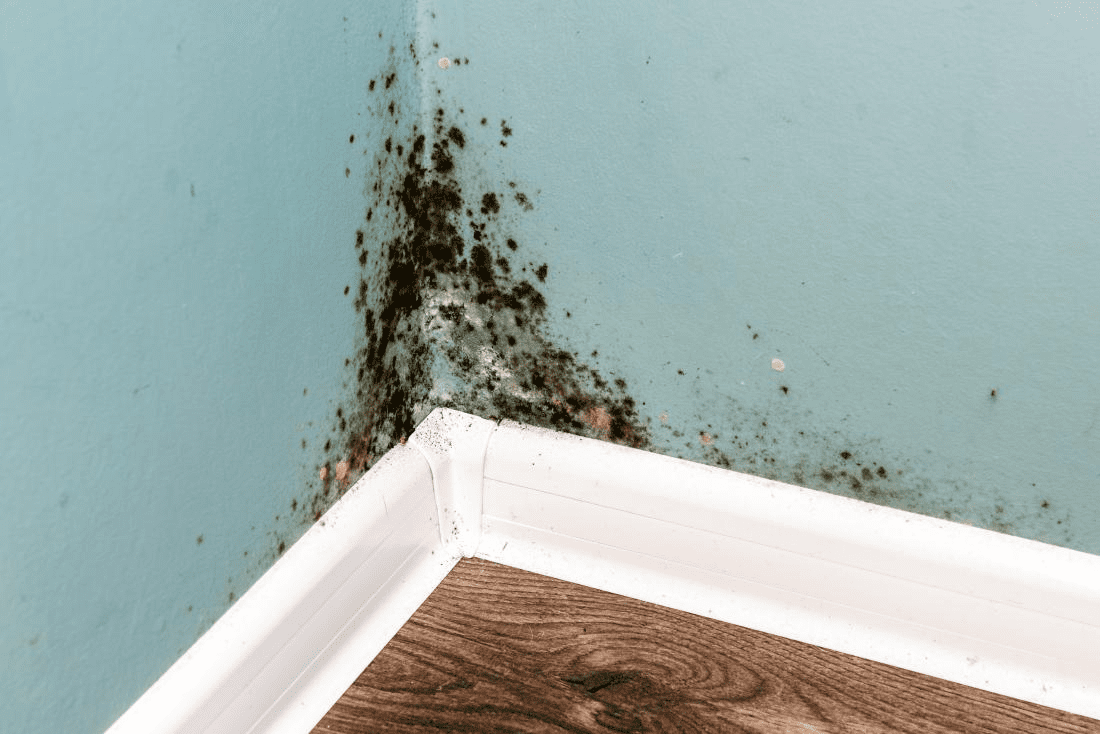 Why Does Mold Grow?