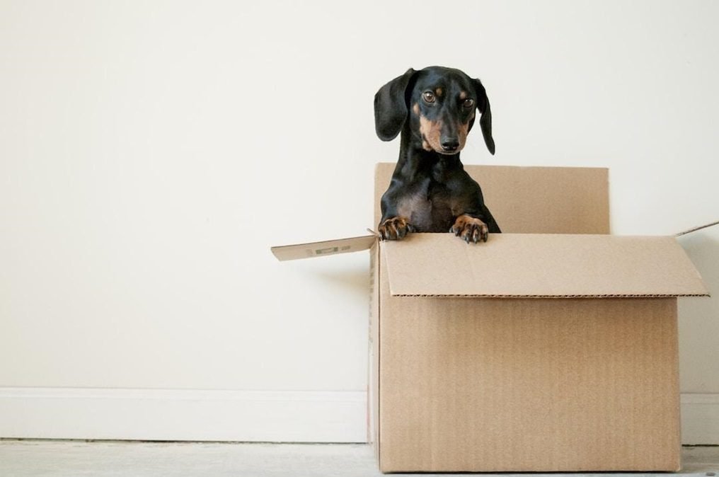 The Ultimate Guide To Moving and Customizing Your First Home