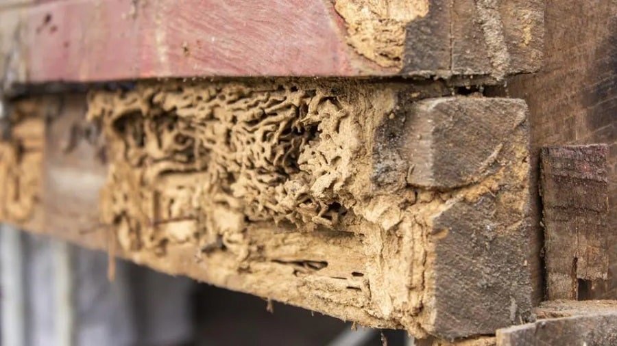 Termite Damage