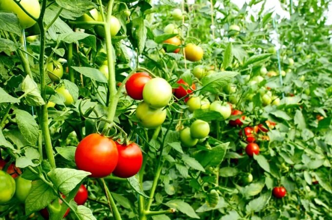 Why Organic Plant Food is the Secret Ingredient for Your Garden’s Success