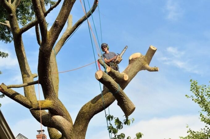 Navigating Tree Removal: Insights and Strategies for Success