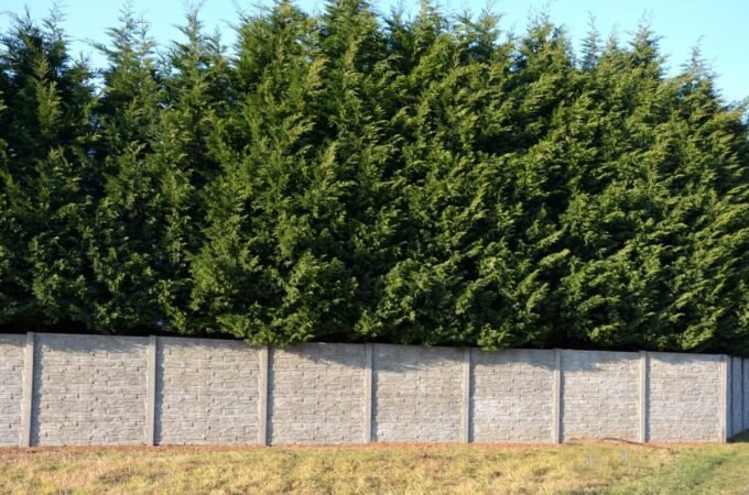 Exploring the Benefits of Green Leylandii Trees