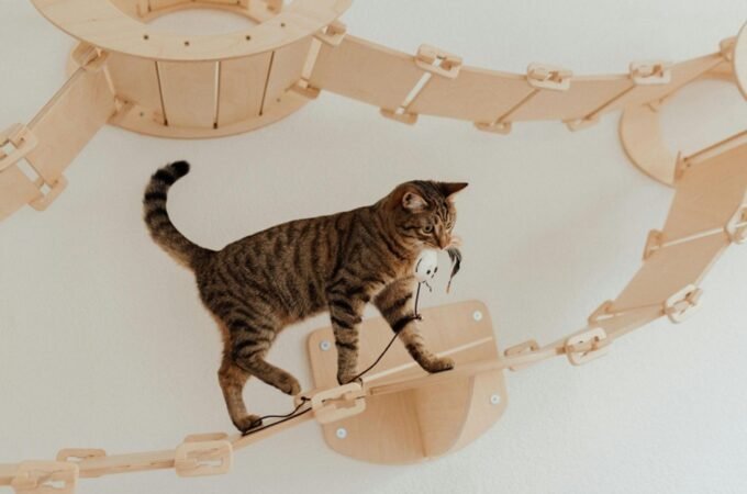 Creative Cat Walkways: How to Incorporate Elevated Paths into Your Interior Design