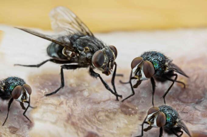 Effective Fly Control Methods