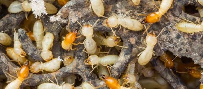 How Postponing Termite Pest Control Could Cost You Thousands in Sydney